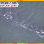 迷いクジラ、大阪湾・淀川河口付近に来てから３日目も動かず　大阪海上保安監部の監視続く