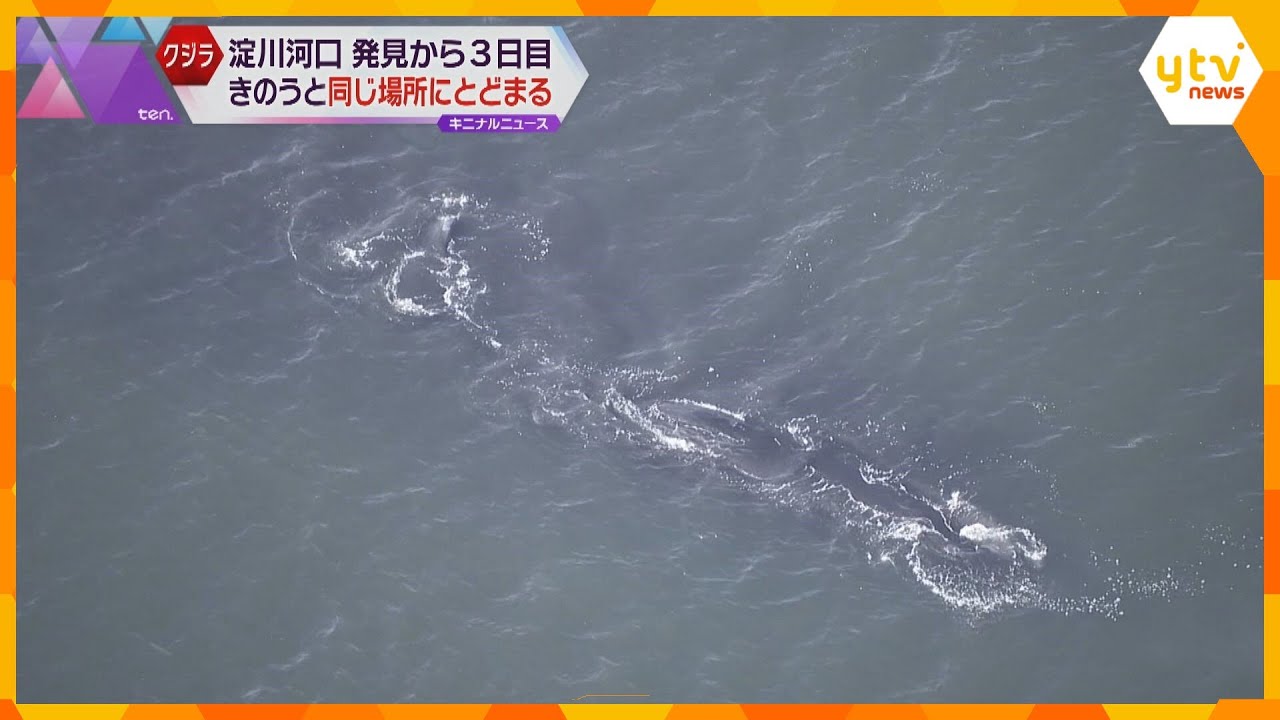 迷いクジラ、大阪湾・淀川河口付近に来てから3日目も動かず 大阪海上保安監部の監視続く