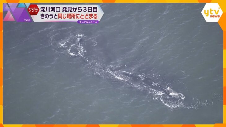 深海の巨大イカ『ダイオウイカ』泳ぐ姿の撮影に成功！兵庫県豊岡市のダイバー「怖い気持ちもあった」