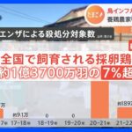 “物価の優等生”卵は過去最高値…鳥インフルで“過去最悪”殺処分数　養鶏農家に廃業増の危機｜TBS NEWS DIG