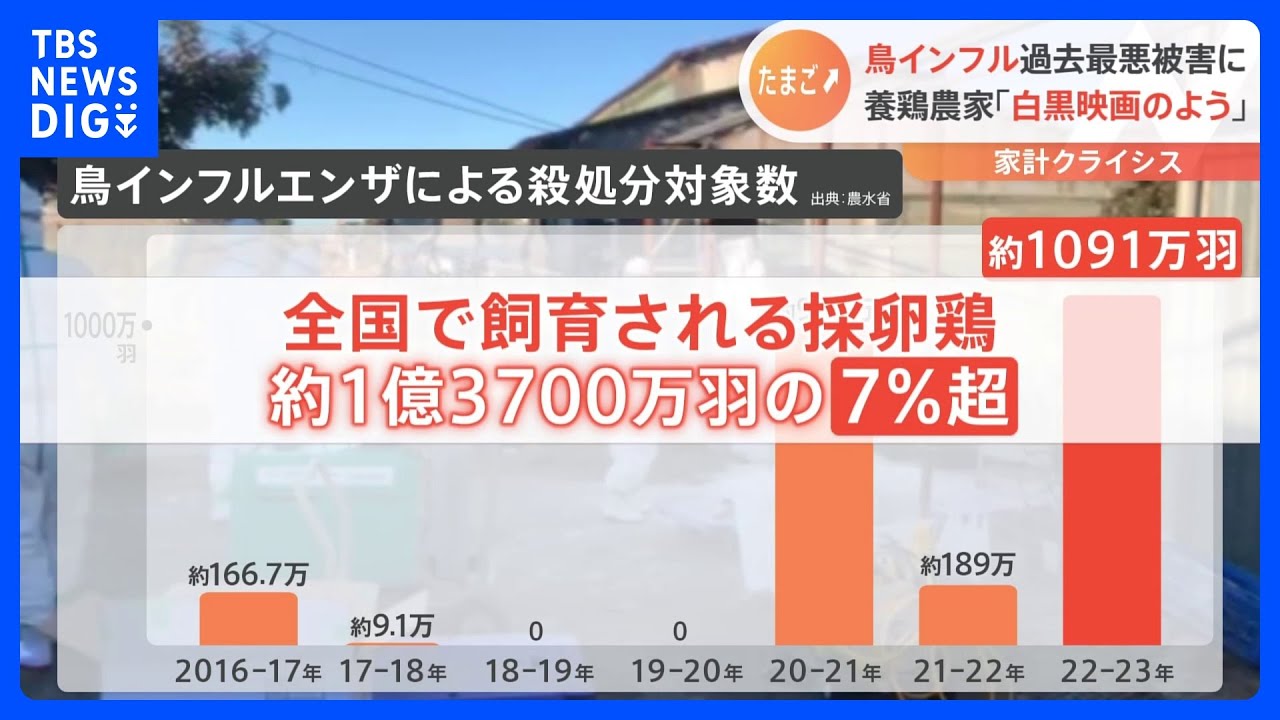 “物価の優等生”卵は過去最高値…鳥インフルで“過去最悪”殺処分数 養鶏農家に廃業増の危機|TBS NEWS DIG
