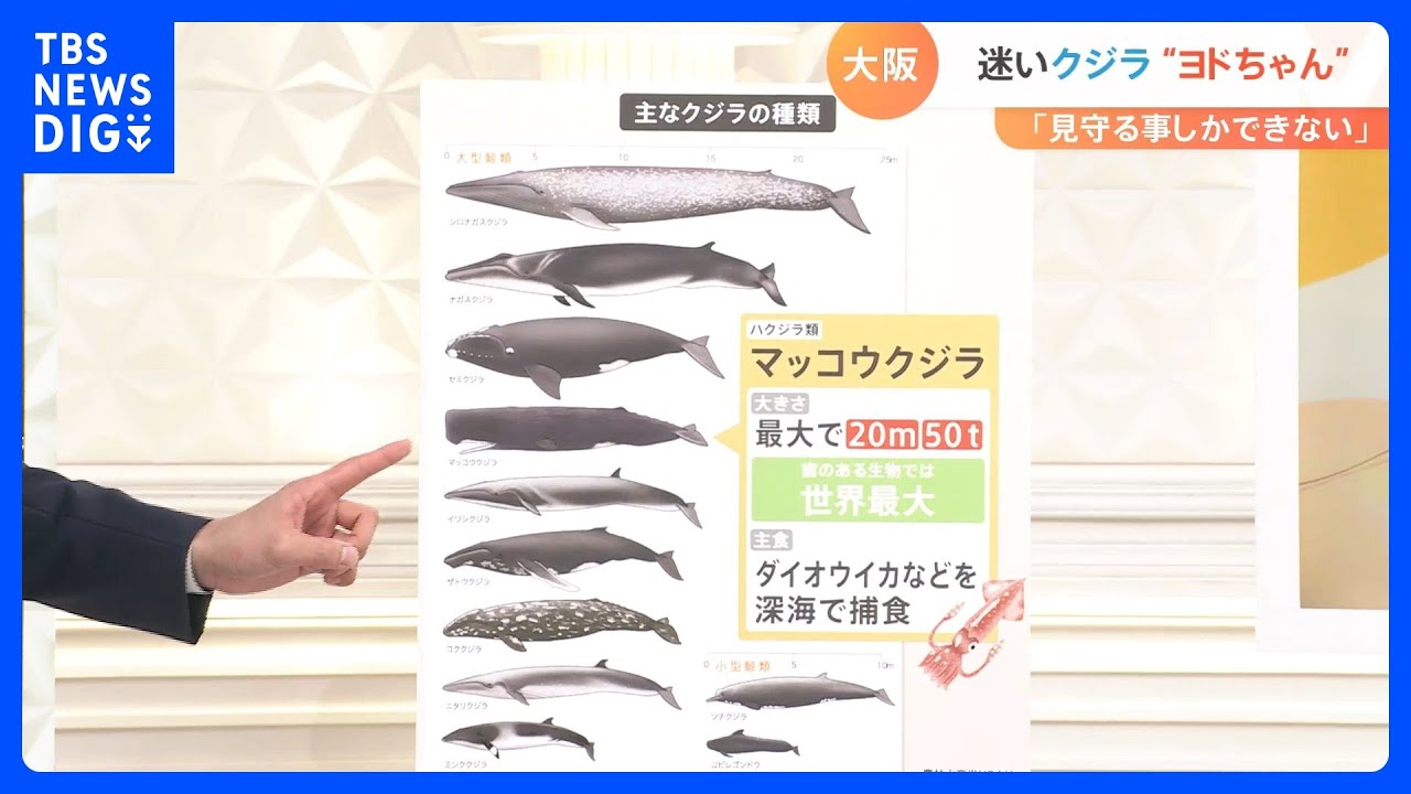 “迷いクジラ”「ヨドちゃん」 体調心配の声も・・・救う手立ては?【専門家解説】|TBS NEWS DIG