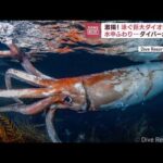 【水中激撮！】ふわりふわり…泳ぐ巨大ダイオウイカ　なぜ水深5メートルに？(2023年1月11日)