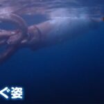 兵庫の港に出現「生きたダイオウイカ」…捕食者「マッコウクジラ」は大阪の川で迷子？（2023年1月11日）