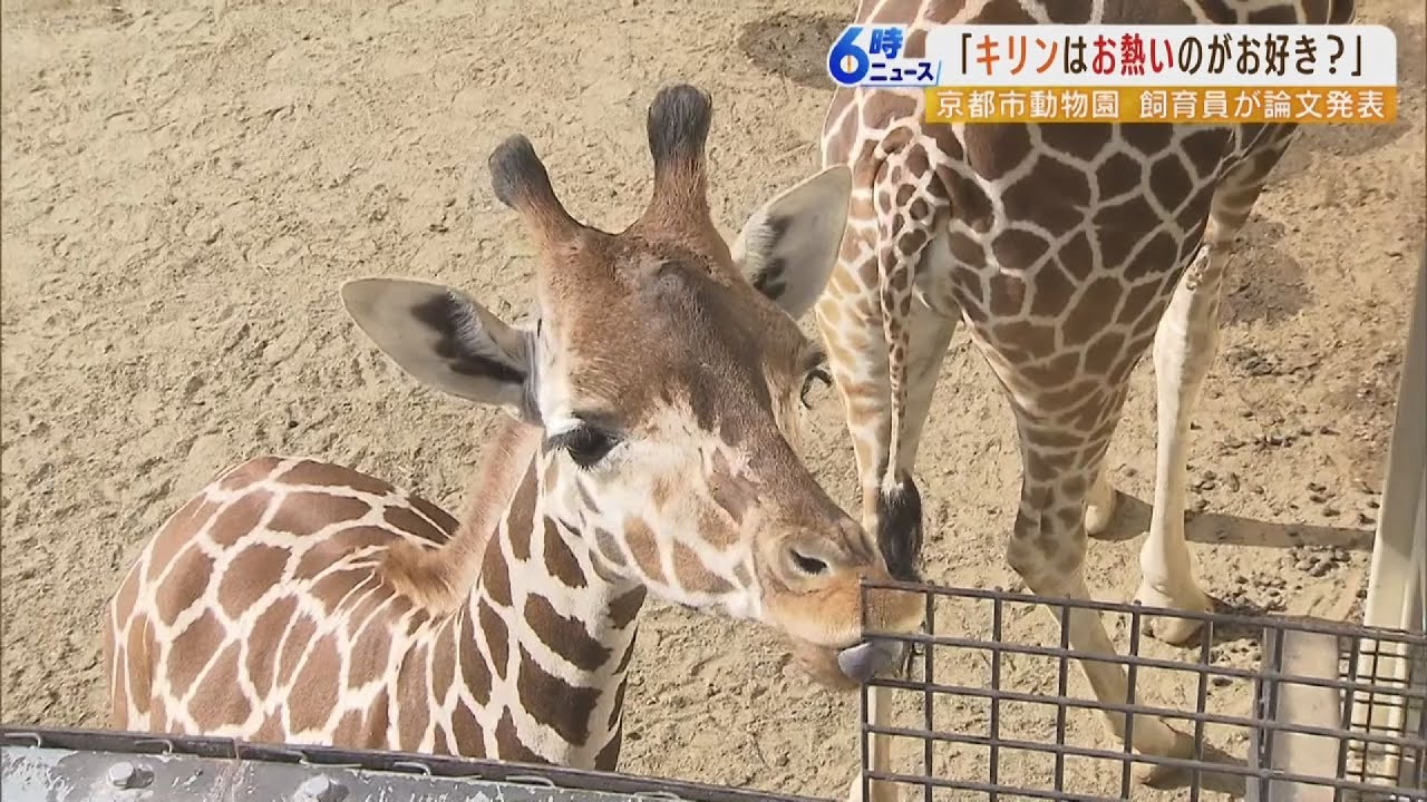 【キリンもぬるめのお湯がいい】寒い冬に水を飲まないキリンが…カバ用のお湯ならゴクゴク飲むと飼育員が気付いた！（2023年1月11日）