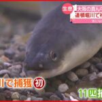 【驚き】大阪の真ん中・道頓堀川で「ニホンウナギ」捕獲 しかも11匹