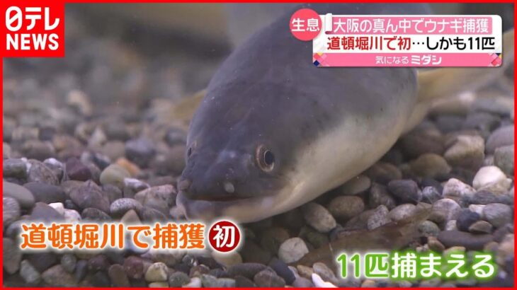 【驚き】大阪の真ん中・道頓堀川で「ニホンウナギ」捕獲 しかも11匹
