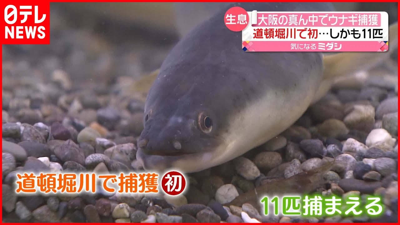 【驚き】大阪の真ん中・道頓堀川で「ニホンウナギ」捕獲 しかも11匹
