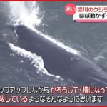 【迷い】大阪湾・淀川河口のクジラ「よどちゃん」ほぼ動かず エサもなく…