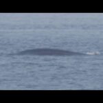 淀川河口の“迷いクジラ”衰弱か　潮を吹いたり尾びれを動かす様子は確認できず　発見から４日目