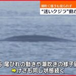 【淀川河口“迷いクジラ”】潮吹く様子など見られず…衰弱か