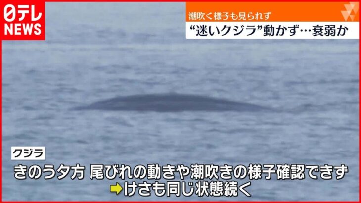 【淀川河口“迷いクジラ”】潮吹く様子など見られず…衰弱か