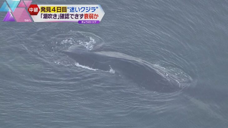 大阪の迷いクジラ朝から動かず　専門家「かなり衰弱か」　１２日で発見から４日目