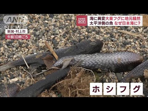 日本近海で相次ぐ“異変”「のり」収穫量が激減　海岸に大量フグで地元騒然(2023年1月12日)