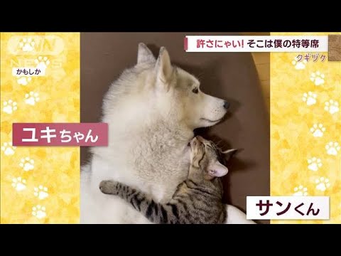 許さにゃいぞ～！そこは僕の特等席　すべて、されるがままのワンちゃん(2023年1月12日)