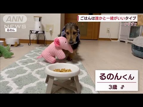 「一緒にご飯食べよう」ぬいぐるみ大好き！みんな連れてくるワンちゃん(2023年1月12日)