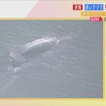 【低水温で力尽きたか】迷いクジラ『ヨドちゃん』専門家「もう死んでいると思う」大阪・淀川の船上から解説(2023年1月12日)