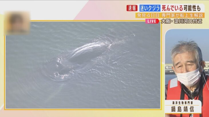【低水温で力尽きたか】迷いクジラ『ヨドちゃん』専門家「もう死んでいると思う」大阪・淀川の船上から解説(2023年1月12日)