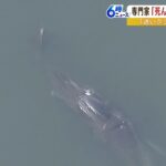 迷いクジラ「鼻の穴が沈んだ状態…残念ながら死んでいる」自治体は国に専門家派遣要請（2023年1月12日）