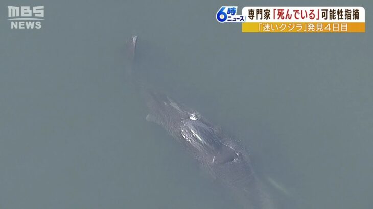 迷いクジラ「鼻の穴が沈んだ状態…残念ながら死んでいる」自治体は国に専門家派遣要請（2023年1月12日）