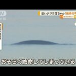 迷いクジラ“淀ちゃん”　動き見られず…専門家「絶命の可能性」(2023年1月13日)