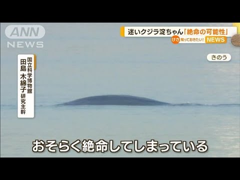 迷いクジラ“淀ちゃん”　動き見られず…専門家「絶命の可能性」(2023年1月13日)