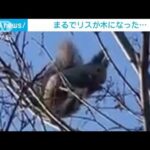 「エゾリスのなる木」街路樹の上で“モコモコ”が…北海道帯広市(2023年1月13日)
