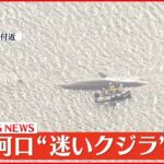 【速報】大阪湾・淀川河口の“迷いクジラ”死ぬ