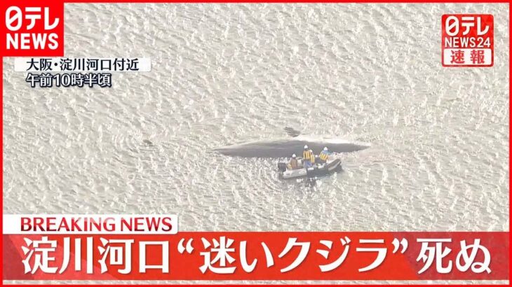 【速報】大阪湾・淀川河口の“迷いクジラ”死ぬ