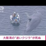 【速報】大阪湾の迷いクジラ“淀ちゃん”死ぬ　大阪市(2023年1月13日)