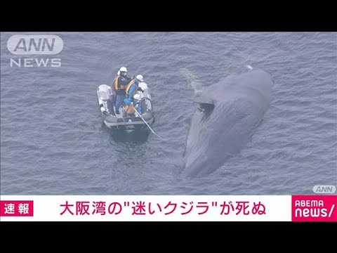 【速報】大阪湾の迷いクジラ“淀ちゃん”死ぬ　大阪市(2023年1月13日)