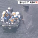 迷いクジラ「死んでいる」大阪市が海遊館職員と現地調査で確認　１１日夕方から動かず（2023年1月13日）