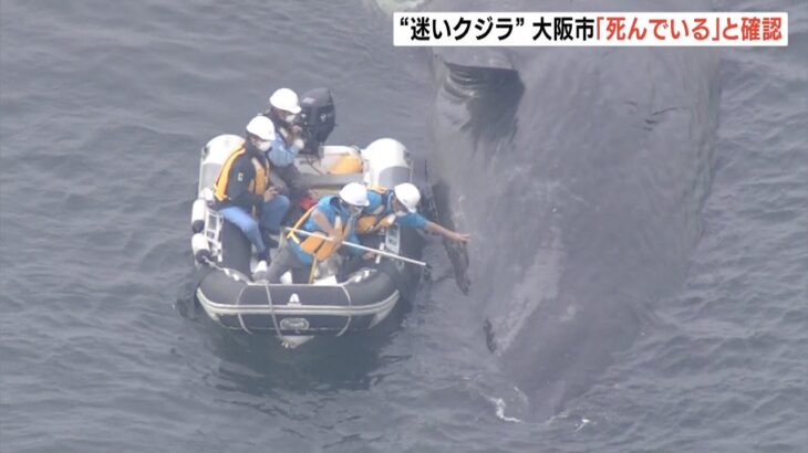 迷いクジラ「死んでいる」大阪市が海遊館職員と現地調査で確認　１１日夕方から動かず（2023年1月13日）