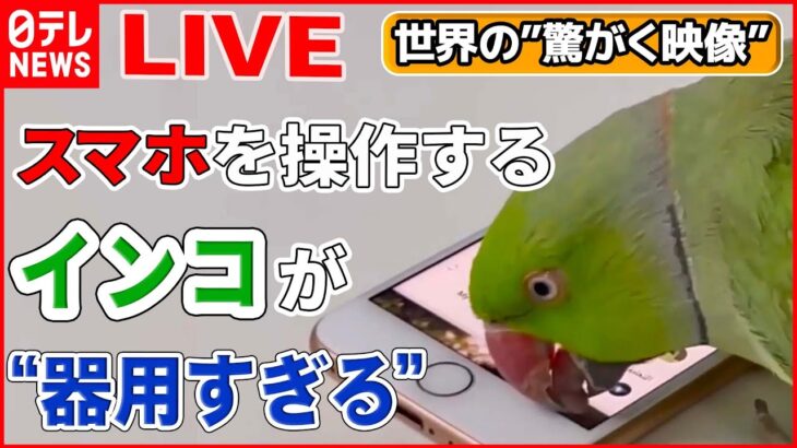 【世界の驚愕映像ライブ】インコがスマホ操作し動画鑑賞/サメVSカメ 命がけの戦い /パトカーが猛スピードで店に衝突/事故車両の中からブタ…どうして？/――ニュースまとめ（日テレNEWS LIVE）