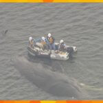 【速報】大阪の迷いクジラ死ぬ　大阪市が死骸の移動方法など検討する方針　　発見から５日目