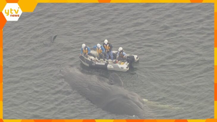 【速報】大阪の迷いクジラ死ぬ　大阪市が死骸の移動方法など検討する方針　　発見から５日目