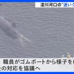 大阪・淀川河口の“迷いクジラ”死ぬ　大阪市　今後の対応を協議｜TBS NEWS DIG