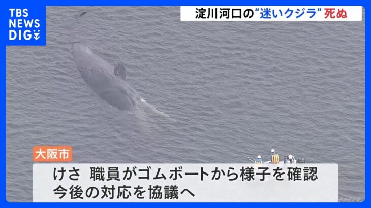 大阪・淀川河口の“迷いクジラ”死ぬ　大阪市　今後の対応を協議｜TBS NEWS DIG