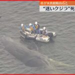 【淀川河口“迷いクジラ”】大阪市が死んだと確認…死骸の移動方法検討へ