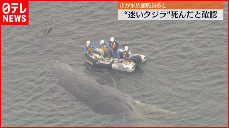 【淀川河口“迷いクジラ”】大阪市が死んだと確認…死骸の移動方法検討へ