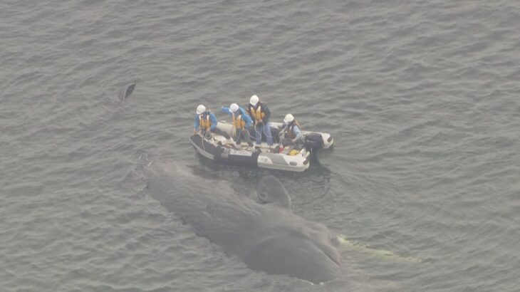 「迷いクジラ」死ぬ　大阪湾・淀川河口付近に来てから５日目「何とか海へ戻ってくれたらと思っていた」