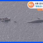 淀川の迷いクジラ・ヨドちゃん、死ぬ 　大阪市などがクジラの処理方法について検討へ｜TBS NEWS DIG