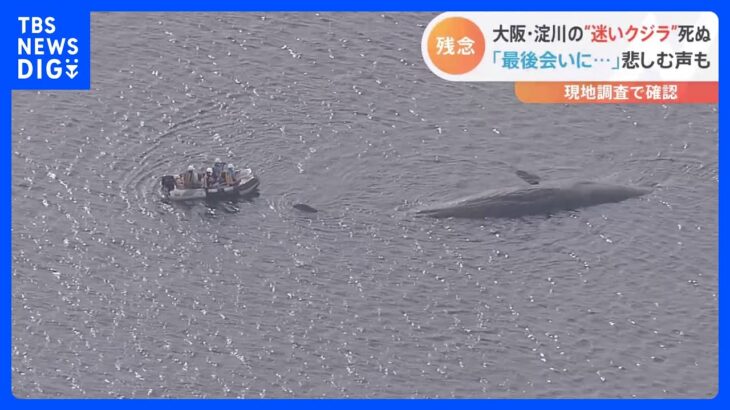 淀川の迷いクジラ・ヨドちゃん、死ぬ 　大阪市などがクジラの処理方法について検討へ｜TBS NEWS DIG