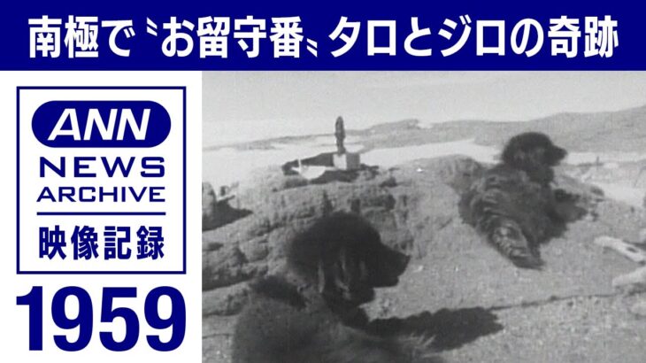 生きていたタロとジロ。カラフト犬置き去りの悲劇から生まれた南極観測の“奇跡”【映像記録　news archive】