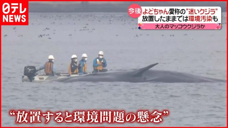 【調査】クジラ「よどちゃん」死んだと確認 放置したままだと「爆発する可能性」も