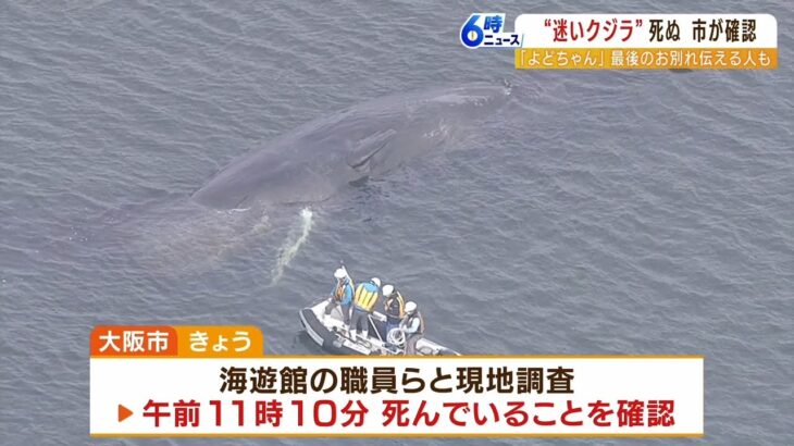 死んだ迷いクジラ…松井市長「できれば海に帰してあげたい」今後の対応方法を検討中（2023年1月13日）