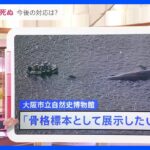 迷いクジラ「ヨドちゃん」死ぬ 今後の対応は？「骨格標本」になる可能性も【news23】｜TBS NEWS DIG