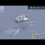 「クジラにも異変が…」地元漁師が感じた“海の異変”大阪・淀川「迷いクジラ」死ぬ(2023年1月13日)
