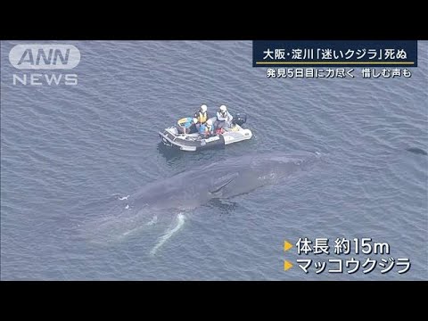 「クジラにも異変が…」地元漁師が感じた“海の異変”大阪・淀川「迷いクジラ」死ぬ(2023年1月13日)