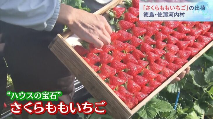 甘くてふっくら“ハウスの宝石”　特産「さくらももいちご」の出荷　徳島・佐那河内村（2023年1月14日）